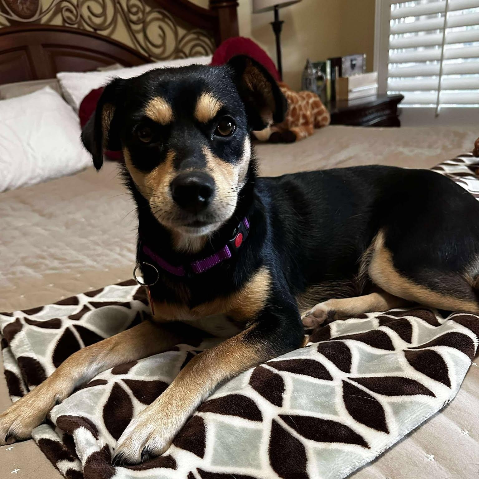 Lady, an adopted Miniature Pinscher in Seguin, TX image 1/6