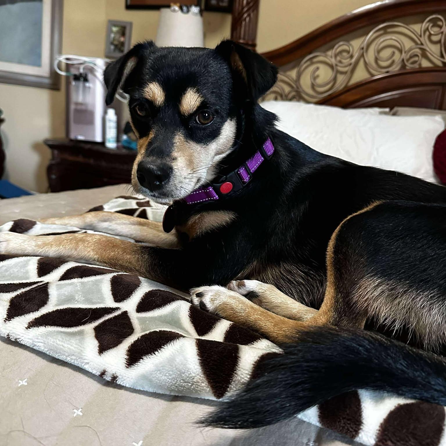 Lady, an adopted Miniature Pinscher in Seguin, TX image 2/6