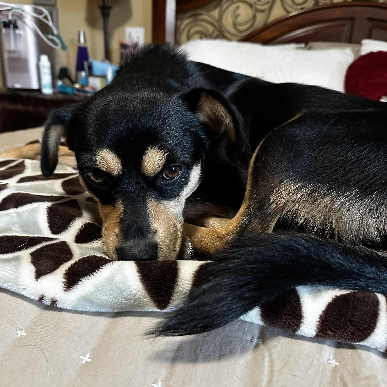 Lady, an adopted Miniature Pinscher in Seguin, TX image 3/6