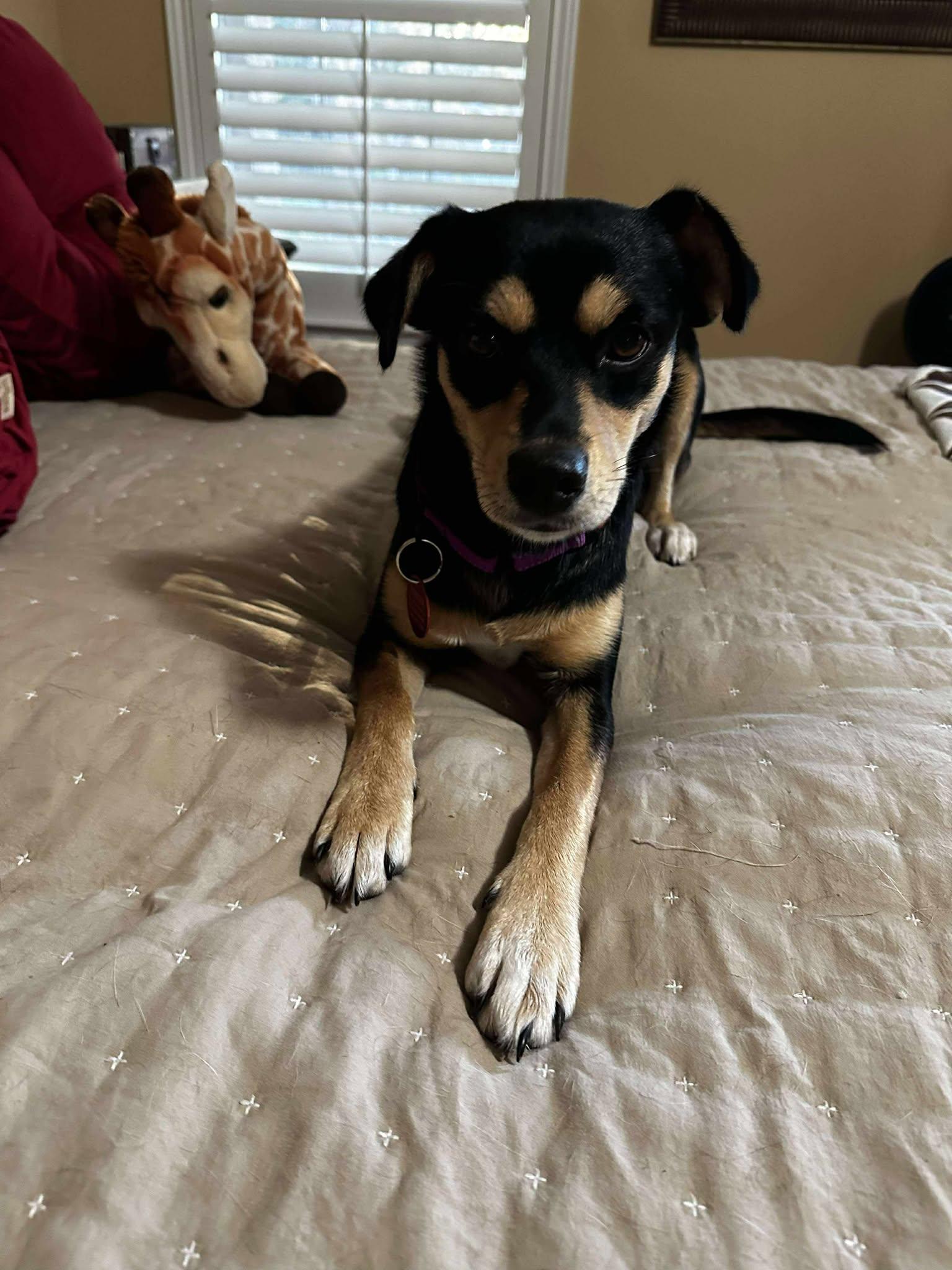 Lady, an adopted Miniature Pinscher in Seguin, TX image 5/6