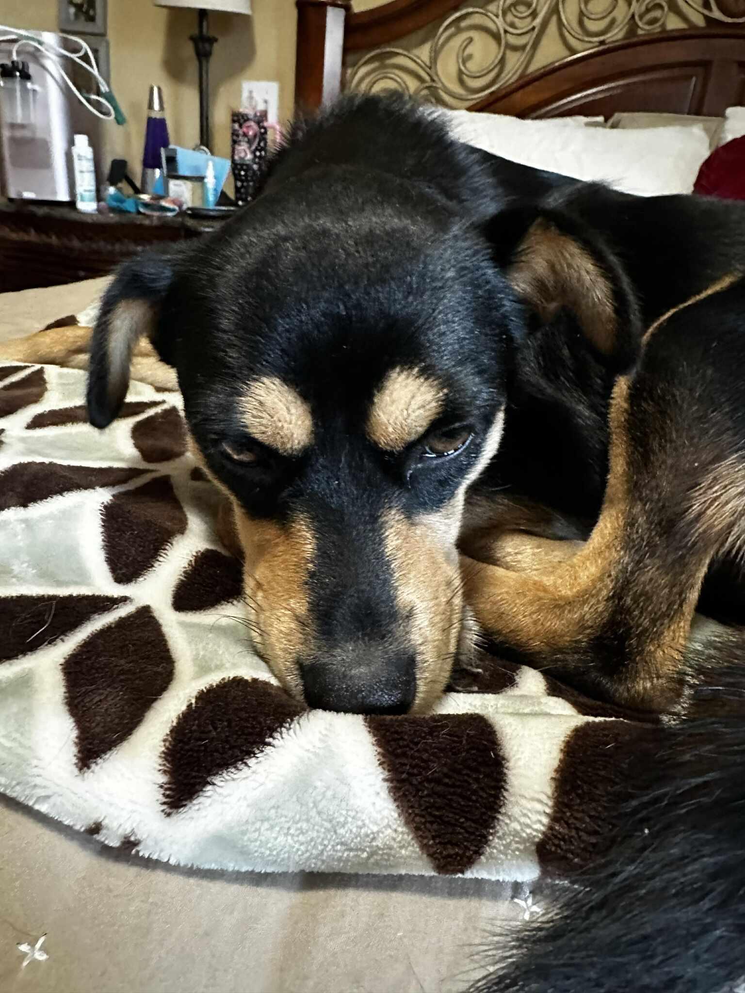 Lady, an adopted Miniature Pinscher in Seguin, TX image 4/6