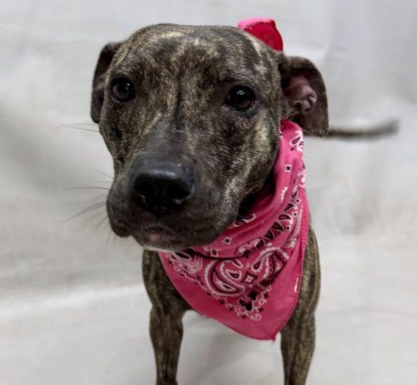 Brooke, Adopted, Young Female Terrier.