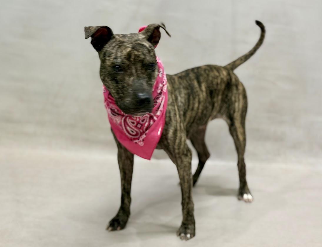 Enlarge Brooke, a Adopted mixed breed in Sanford, FL image 2/2