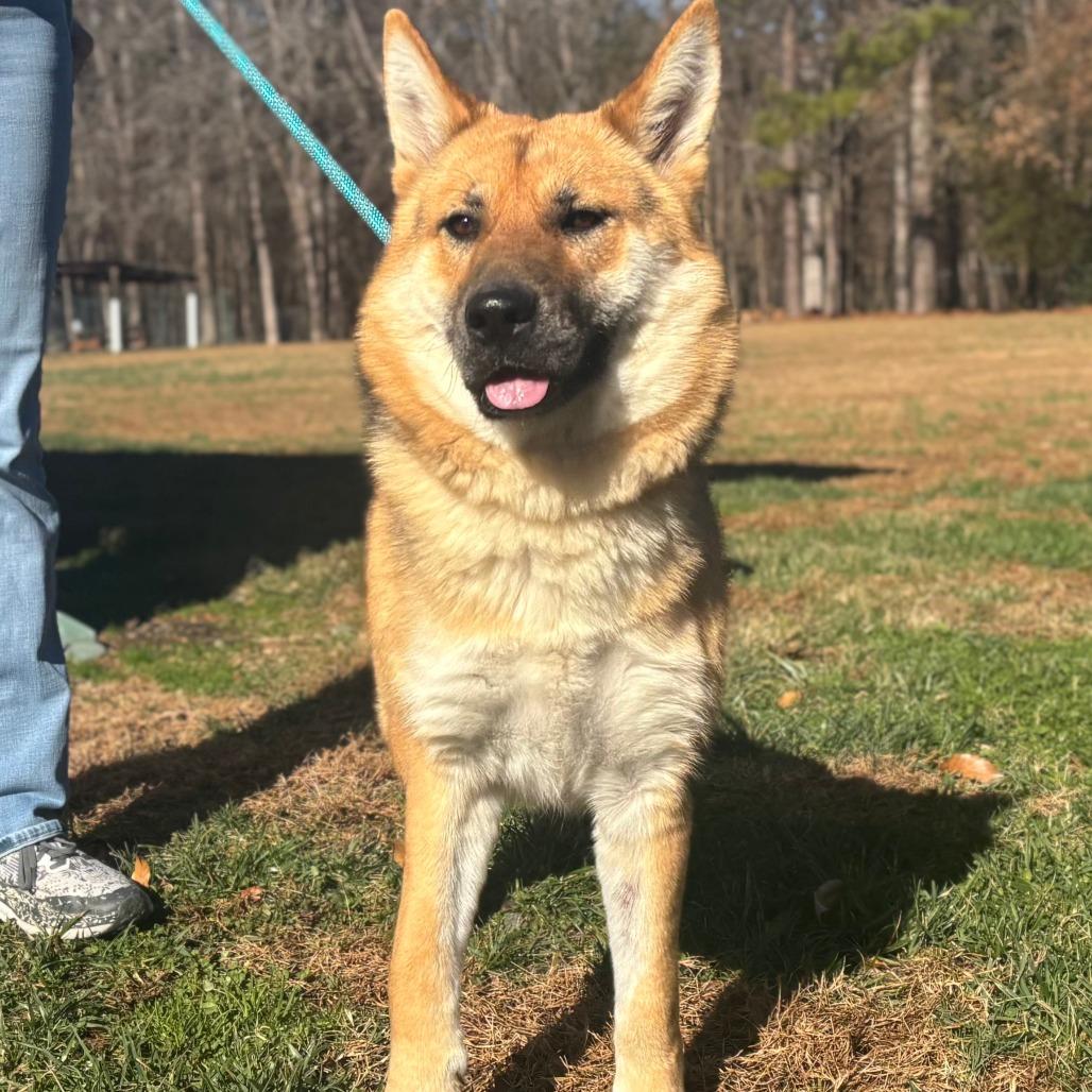 Ari, Adoptable, Adult Female Mixed Breed & Mixed Breed.