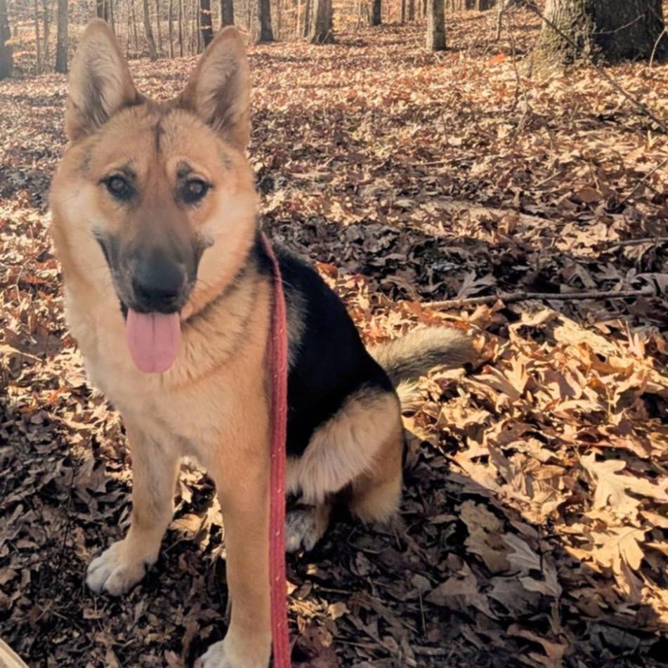 Ari, a Adoptable mixed breed in Mebane, NC image 2/4