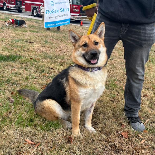 Ari, a Adoptable mixed breed in Mebane, NC image 4/4
