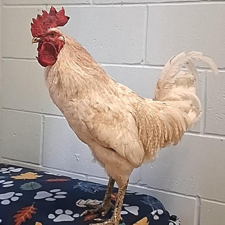 Gallagher, Adoptable, Baby Male Chicken & Chicken.