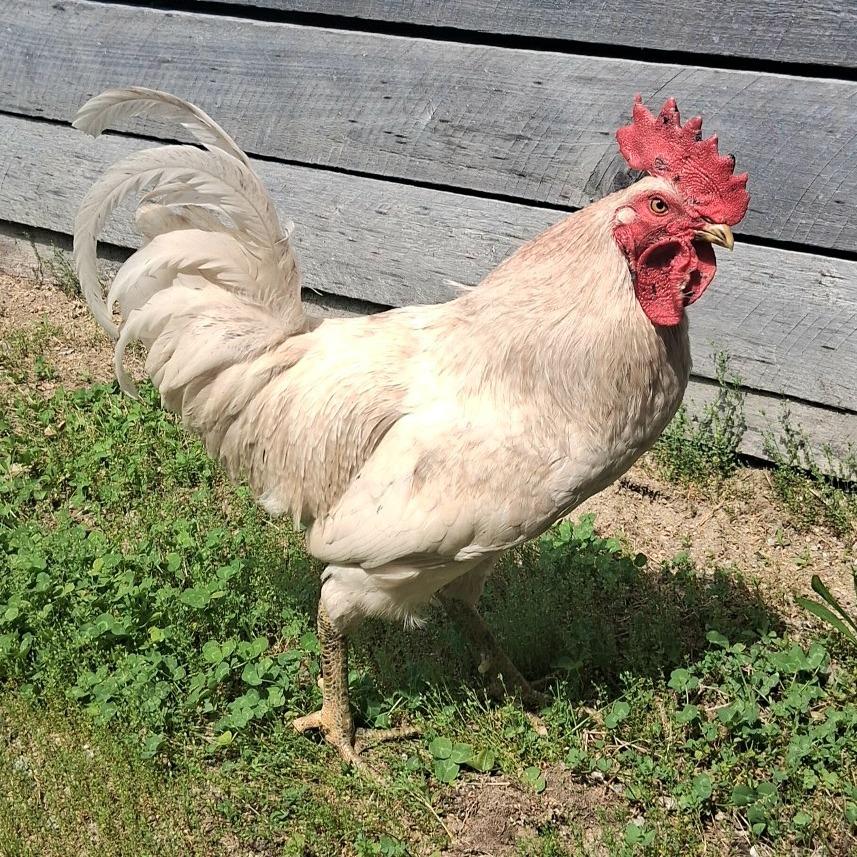 Enlarge Gallagher, a Adoptable mixed breed in Dayton, OH image 2/4