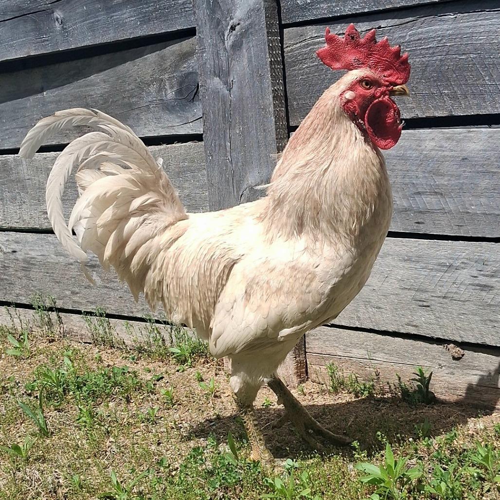 Enlarge Gallagher, a Adoptable mixed breed in Dayton, OH image 3/4