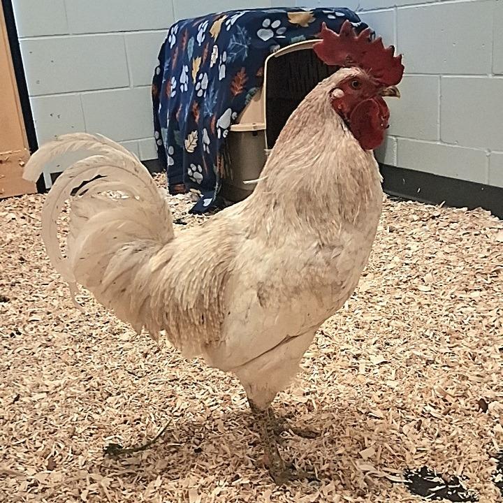 Enlarge Gallagher, a Adoptable mixed breed in Dayton, OH image 4/4