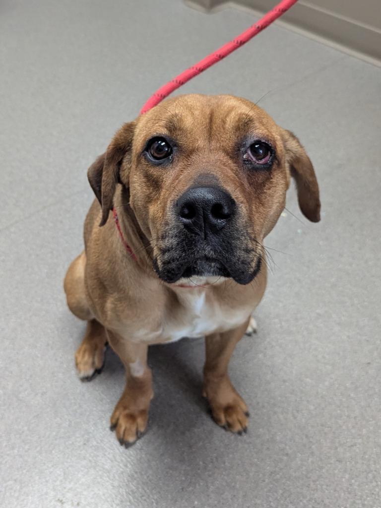 Enlarge Maddie, a Adoptable mixed breed in La Porte, IN image 1/2