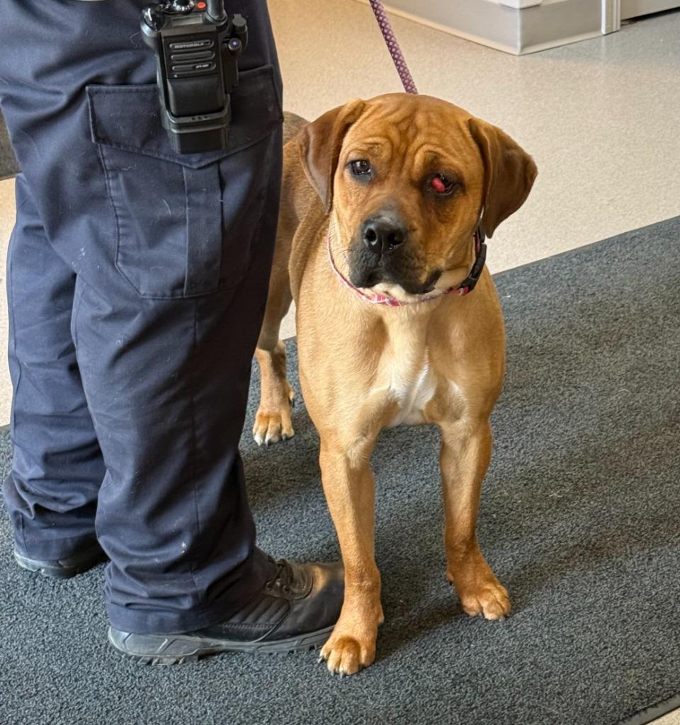 Enlarge Maddie, a Adoptable mixed breed in La Porte, IN image 2/2