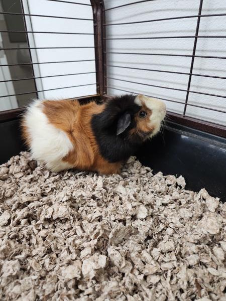 Enlarge Porcupine, a Adoptable mixed breed in Healdsburg, CA image 1/5
