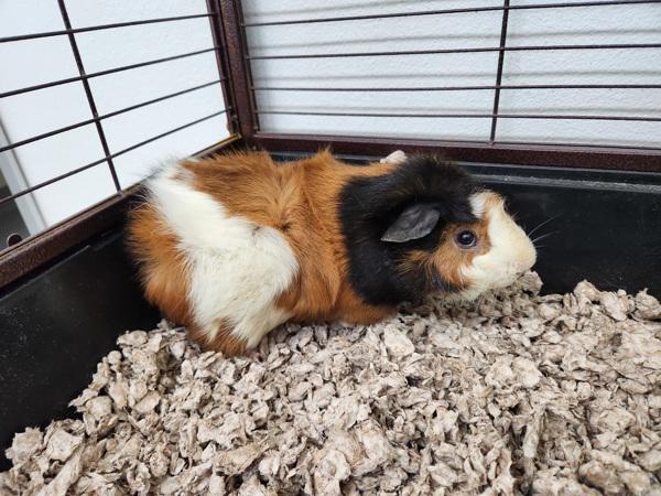 Enlarge Porcupine, a Adoptable mixed breed in Healdsburg, CA image 2/5