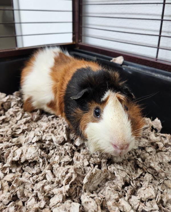 Enlarge Porcupine, a Adoptable mixed breed in Healdsburg, CA image 3/5