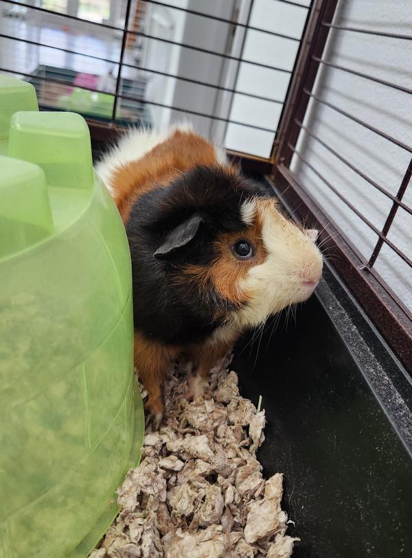 Enlarge Porcupine, a Adoptable mixed breed in Healdsburg, CA image 4/5