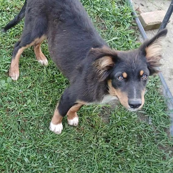 Wallace, Adoptable, Young Male Australian Shepherd.