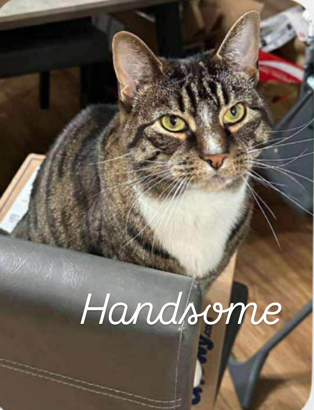 Handsome, Adoptable, Young Male Tiger.