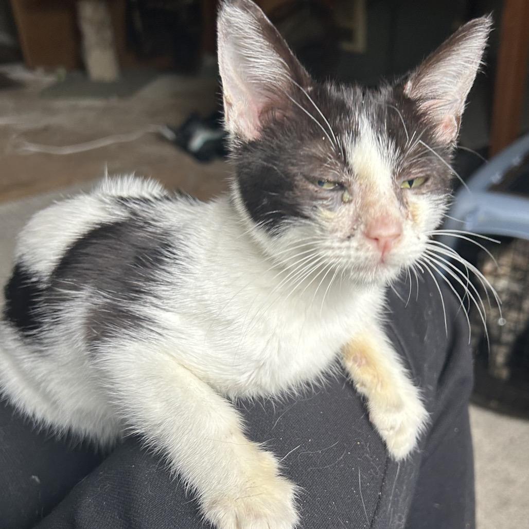 Enlarge Ricco, a Adoptable Domestic Short Hair in Veneta, OR image 1/1