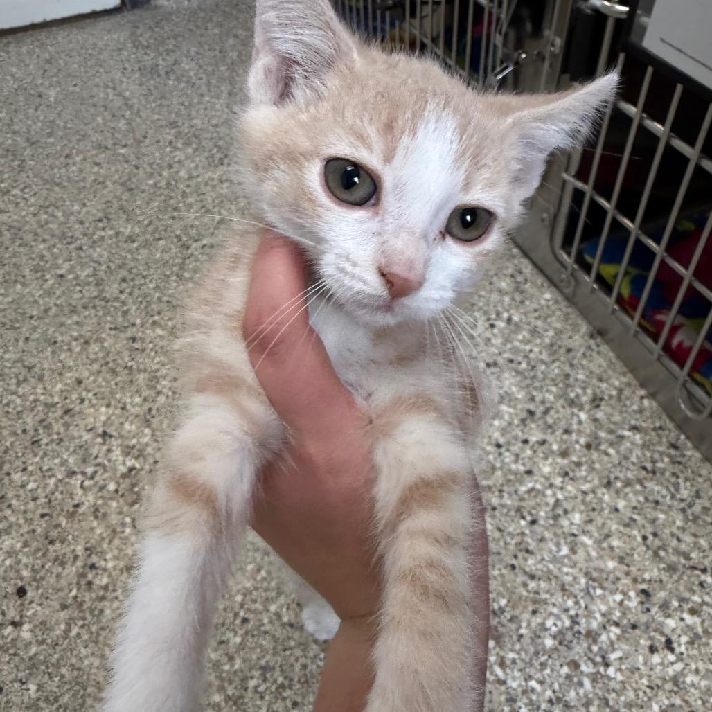 Polie, Adoptable, Kitten Male Domestic Short Hair.