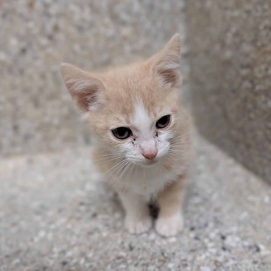 Enlarge Polie, a Adoptable Domestic Short Hair in Detroit Lakes, MN image 2/6