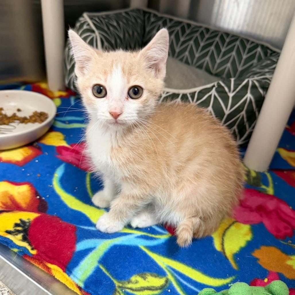 Enlarge Polie, a Adoptable Domestic Short Hair in Detroit Lakes, MN image 3/6