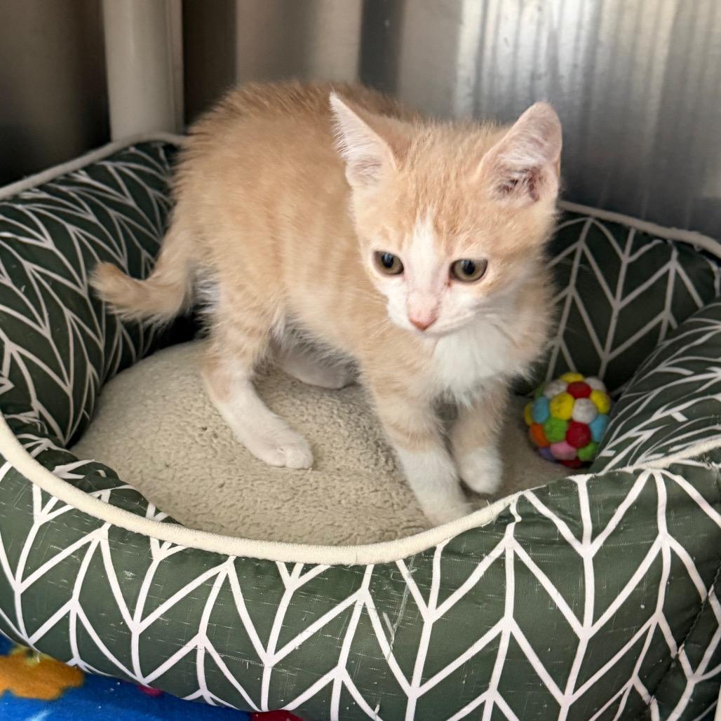 Enlarge Polie, a Adoptable Domestic Short Hair in Detroit Lakes, MN image 4/6