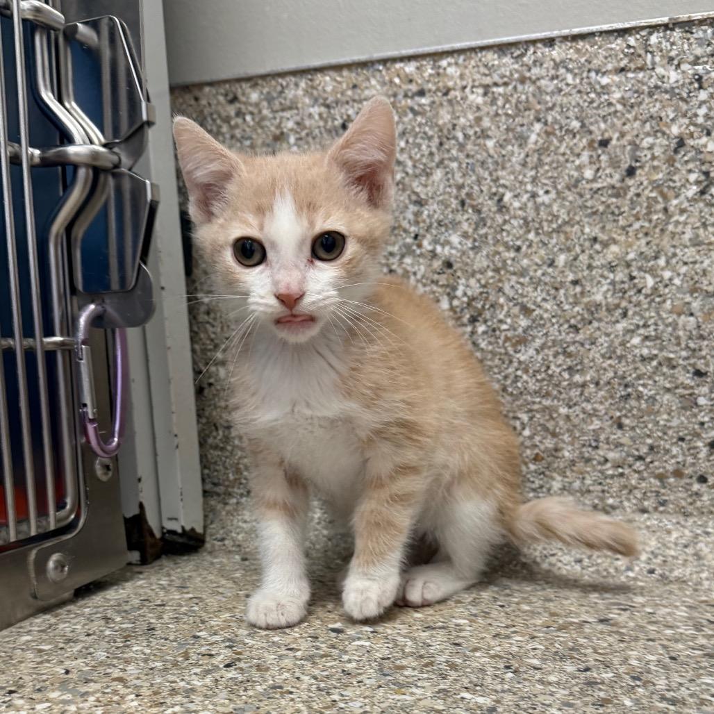 Enlarge Polie, a Adoptable Domestic Short Hair in Detroit Lakes, MN image 5/6