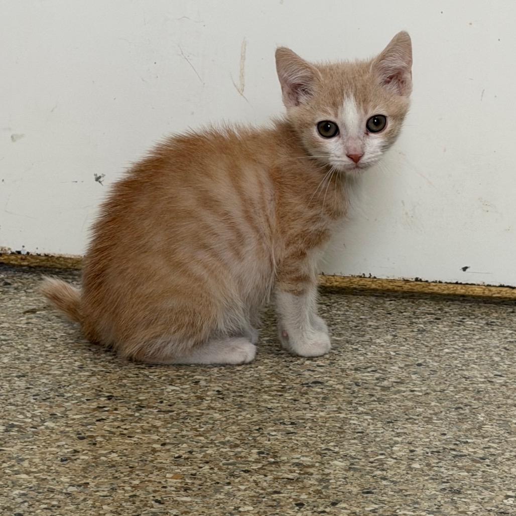 Enlarge Polie, a Adoptable Domestic Short Hair in Detroit Lakes, MN image 6/6