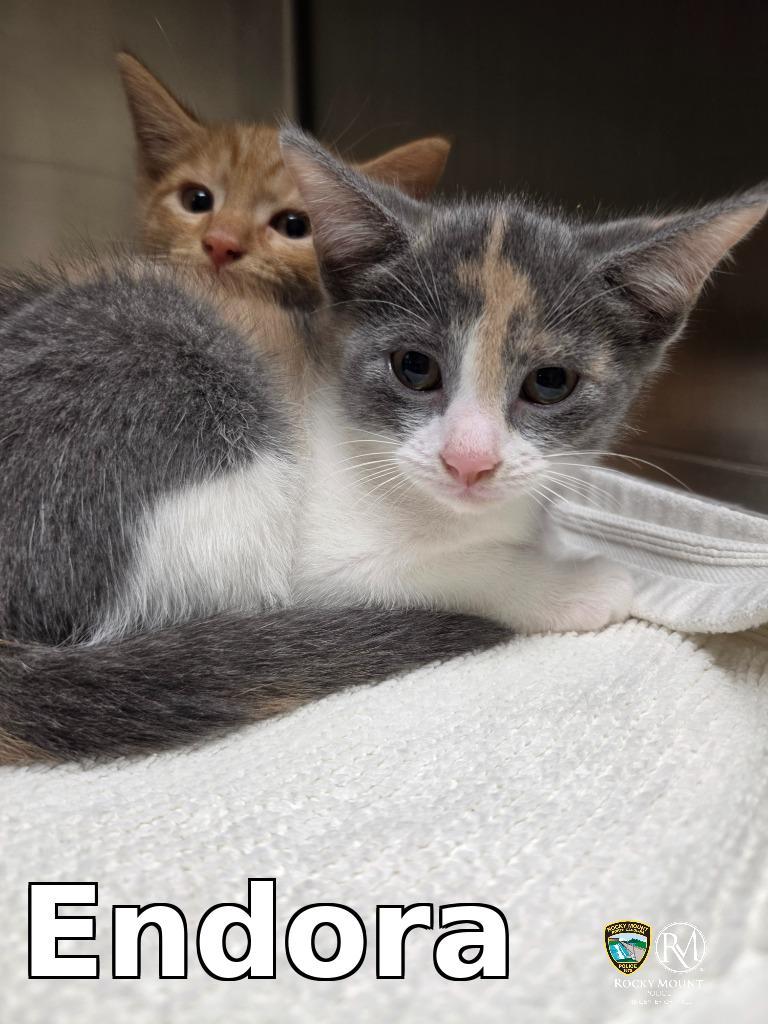 Enlarge Endora, a Adopted mixed breed in Rocky Mount, NC image 1/1