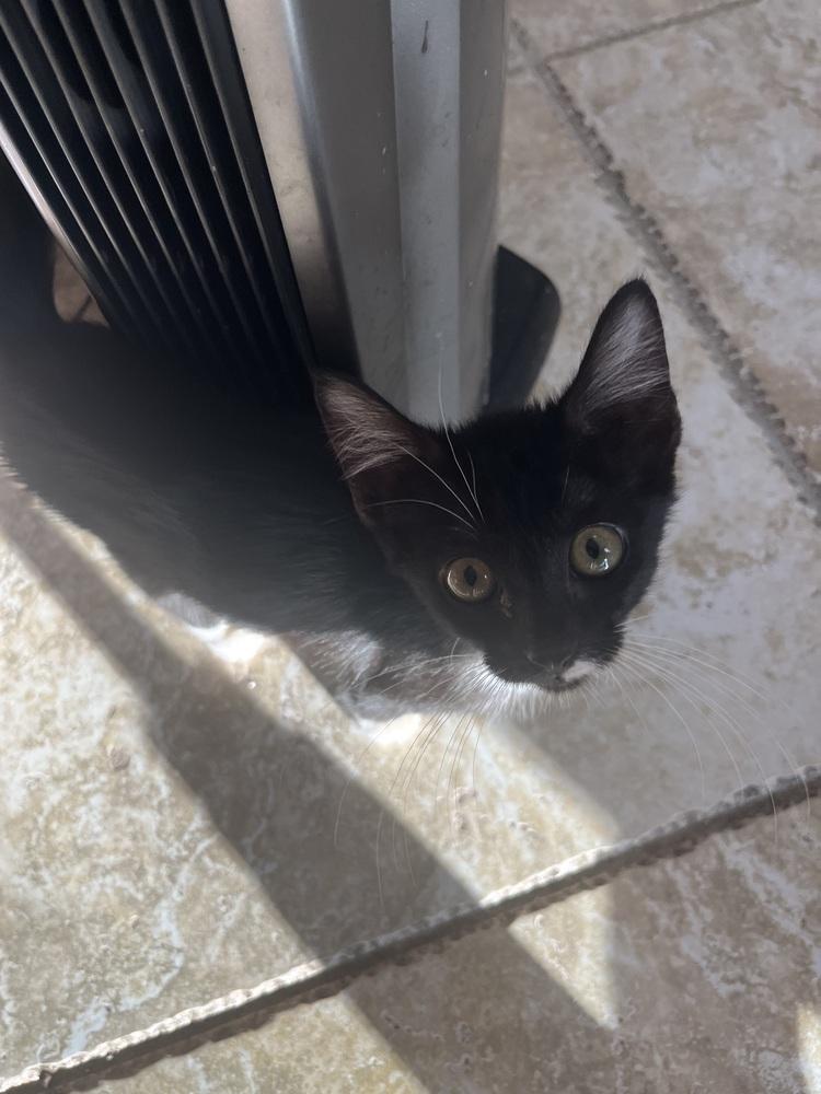 Georgie, Adoptable, Kitten Female American Shorthair.