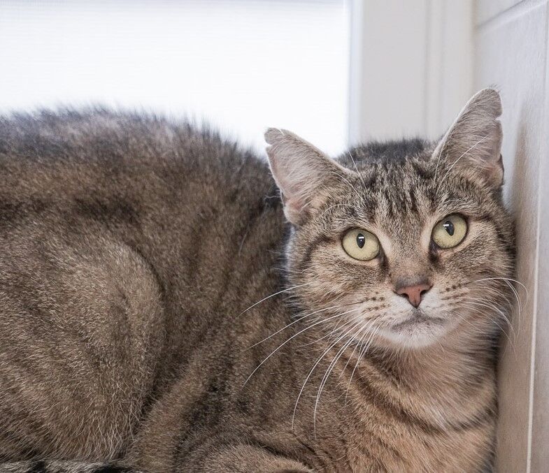 Tansy, a Adoptable Domestic Short Hair in Rochester, NY image 1/8
