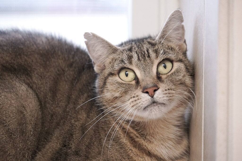 Tansy, a Adoptable Domestic Short Hair in Rochester, NY image 2/8