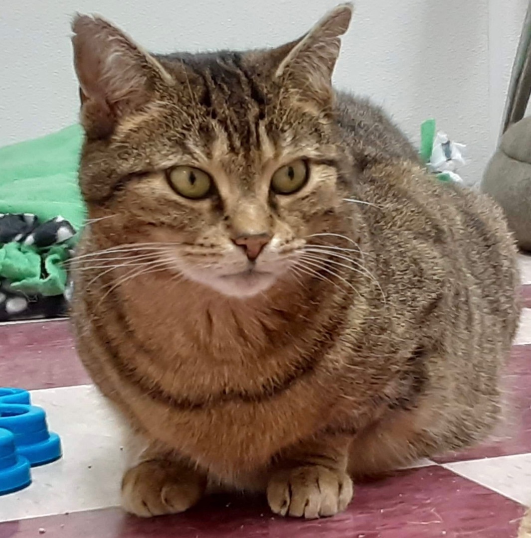 Tansy, a Adoptable Domestic Short Hair in Rochester, NY image 3/8