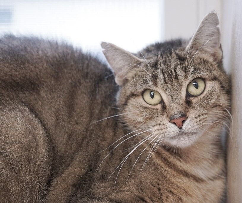 Tansy, a Adoptable Domestic Short Hair in Rochester, NY image 4/8