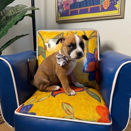 Chenille Moxie Perla — thumbnail 5