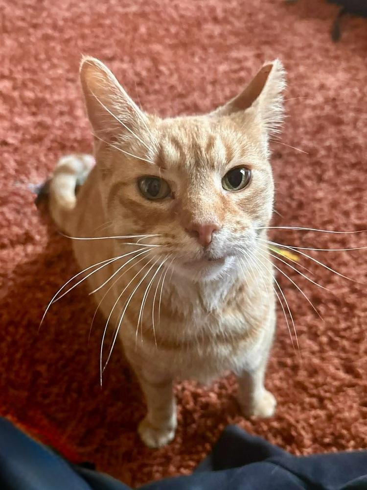 Sommer — thumbnail 3