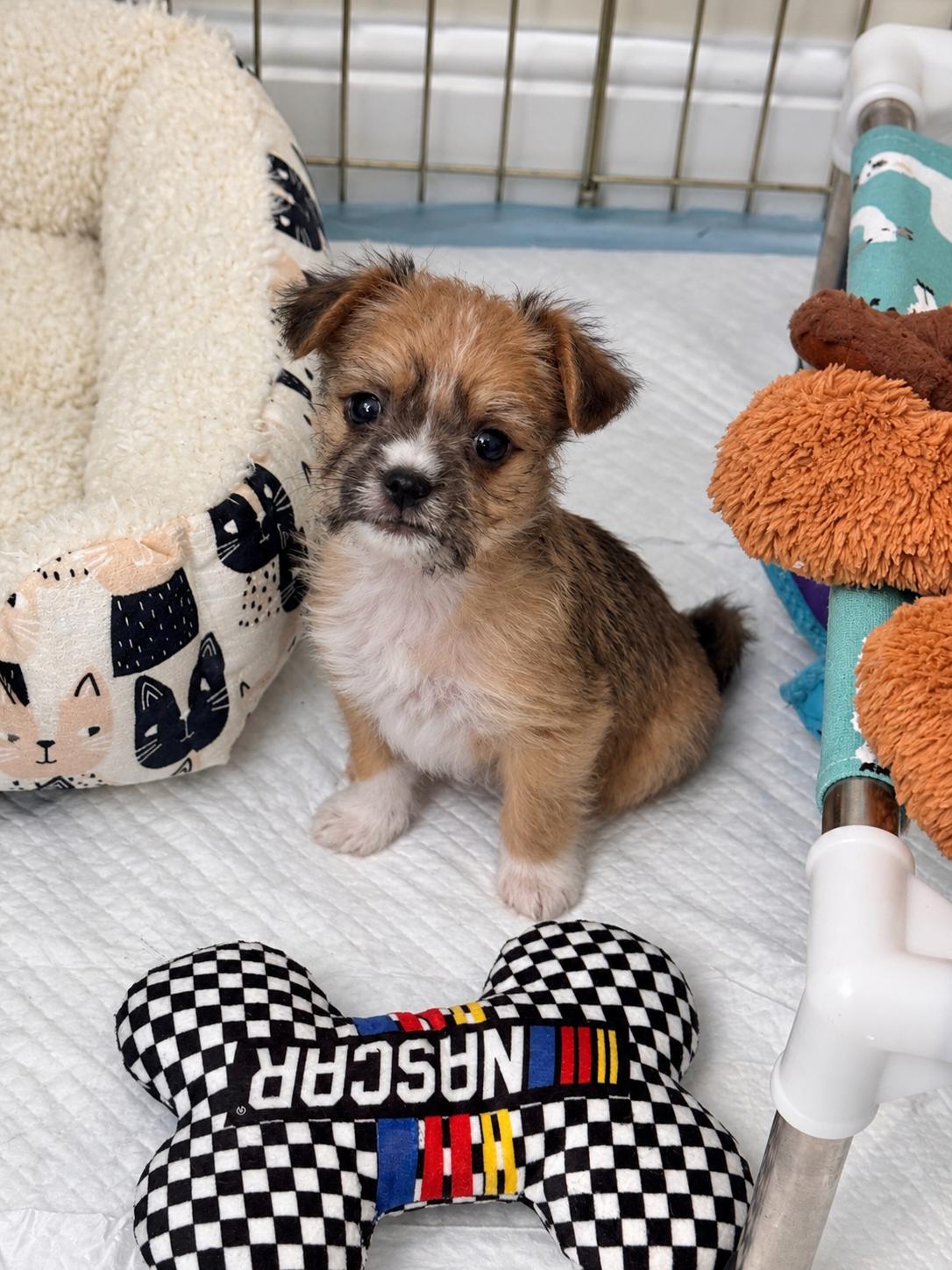 Mushu, Adopted, Puppy Male Yorkshire Terrier & Maltese.