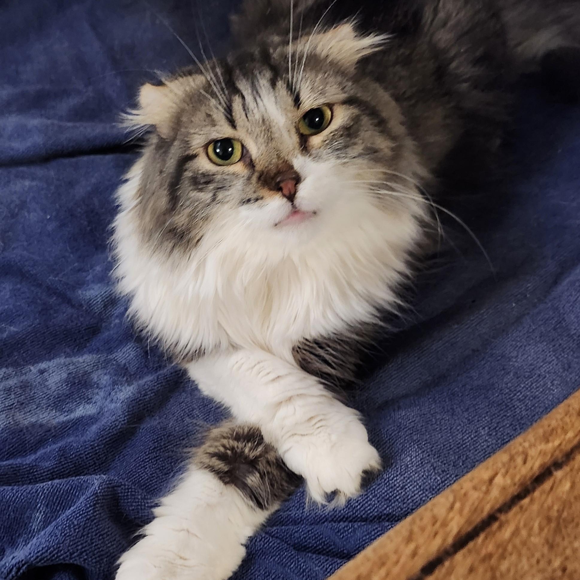 Sawney and Reyna (Bonded Pair), adoptable, Young Male Scottish Fold.