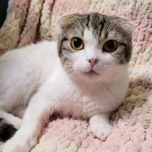 Enlarge Sawney and Reyna (Bonded Pair), an adoptable Scottish Fold in Scarborough, ON image 2/2