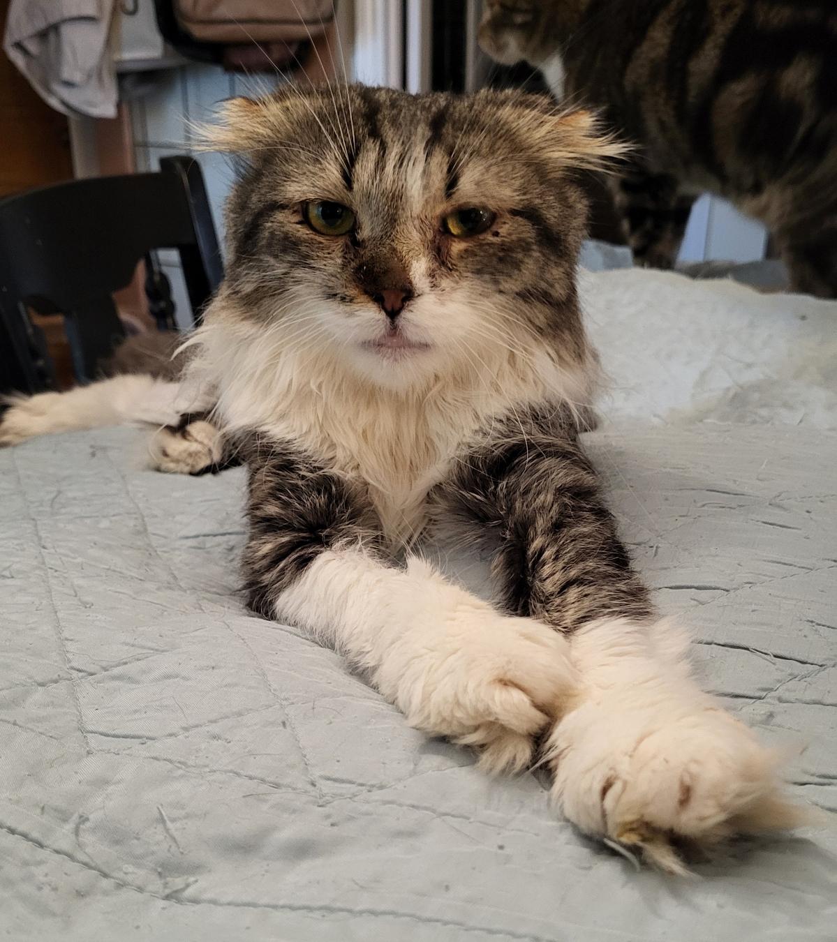 Sawney, an adoptable Scottish Fold in Scarborough, ON_image-1