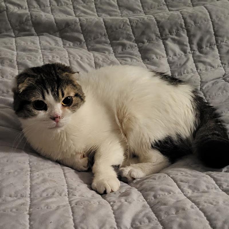 Sawney and Reyna (Bonded Pair), a Adoptable Scottish Fold in Scarborough, ON image 2/2