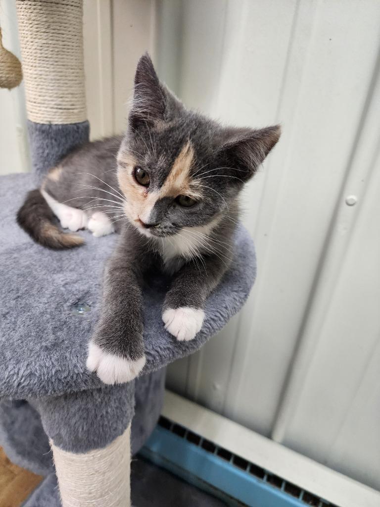 Liza, Adoptable, Kitten Female Domestic Medium Hair.