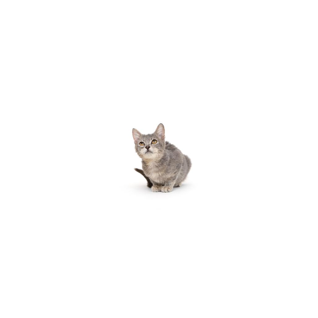 Enlarge Norman, a Adoptable Domestic Short Hair in Playa Vista, CA image 1/1