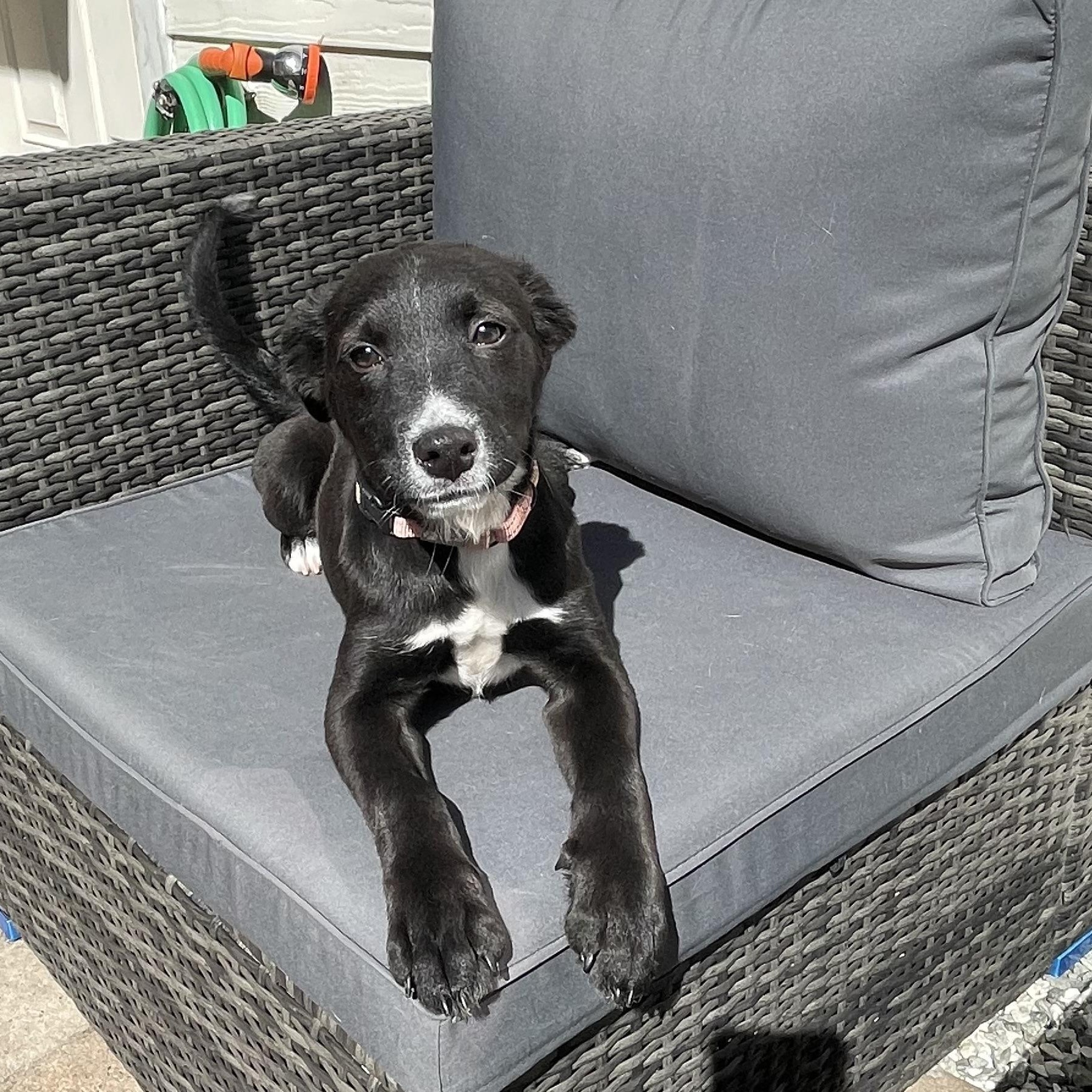 Cello — thumbnail 2