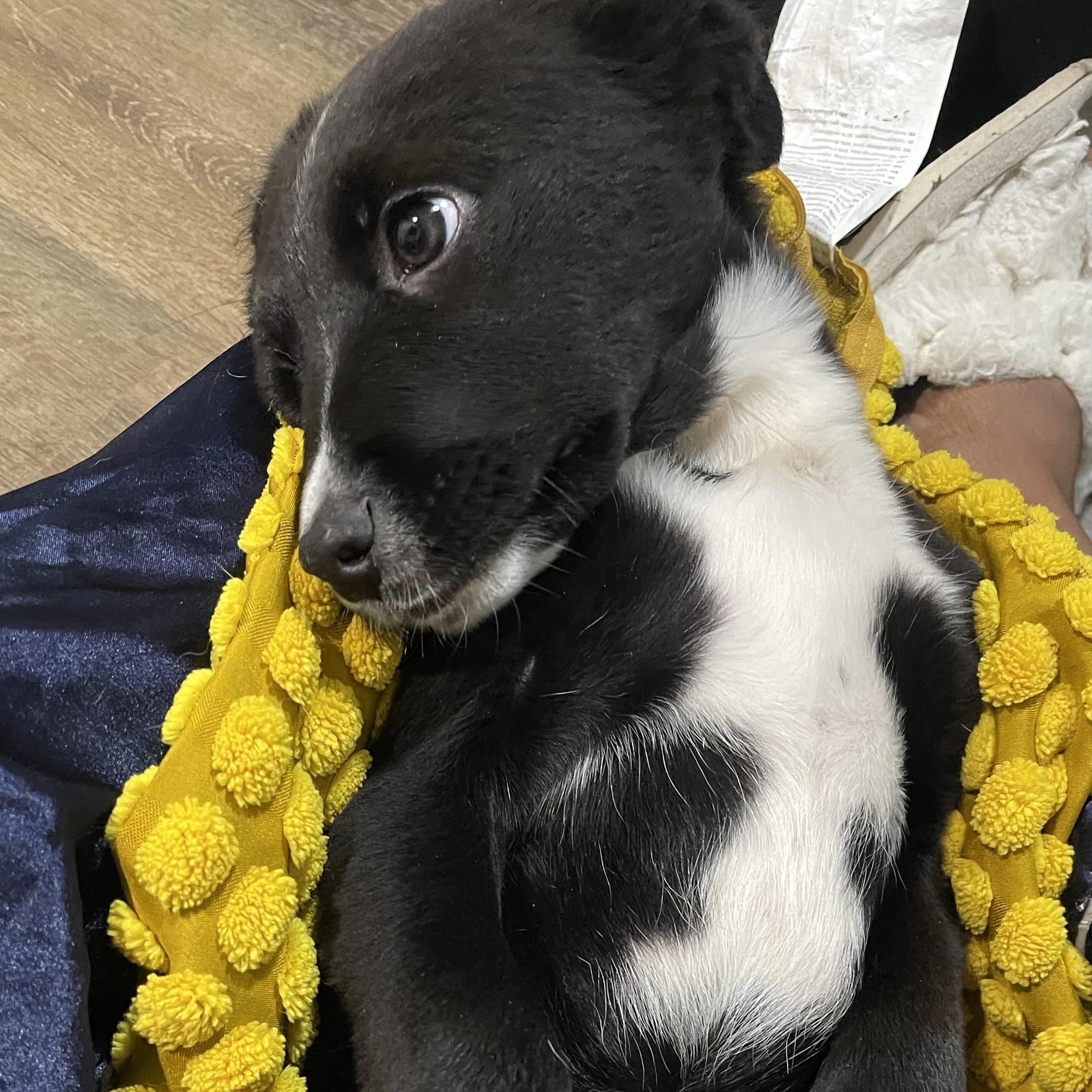 Cello — thumbnail 4