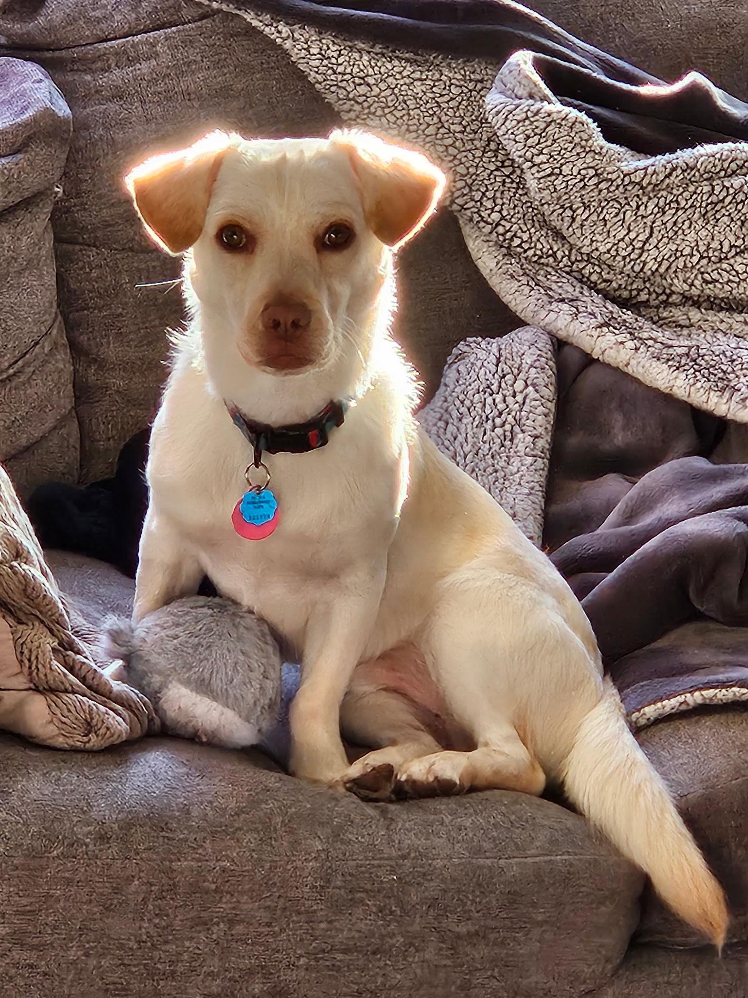 Cheddar, a Adoptable mixed breed image 1/3