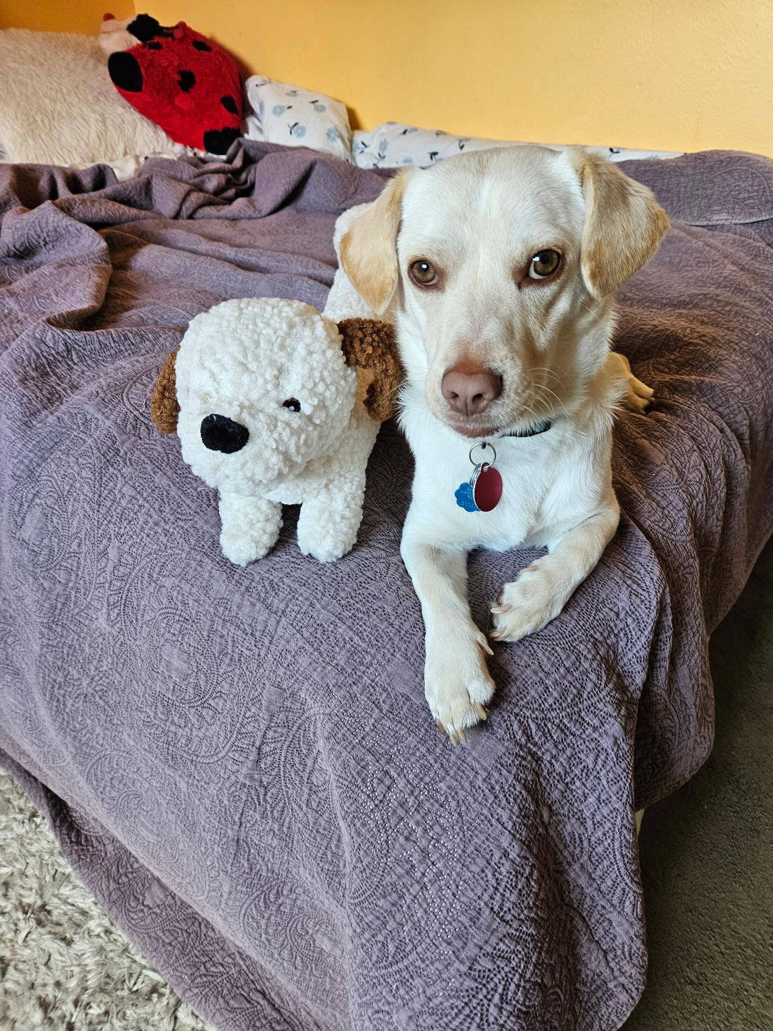 Cheddar, a Adoptable mixed breed image 2/3