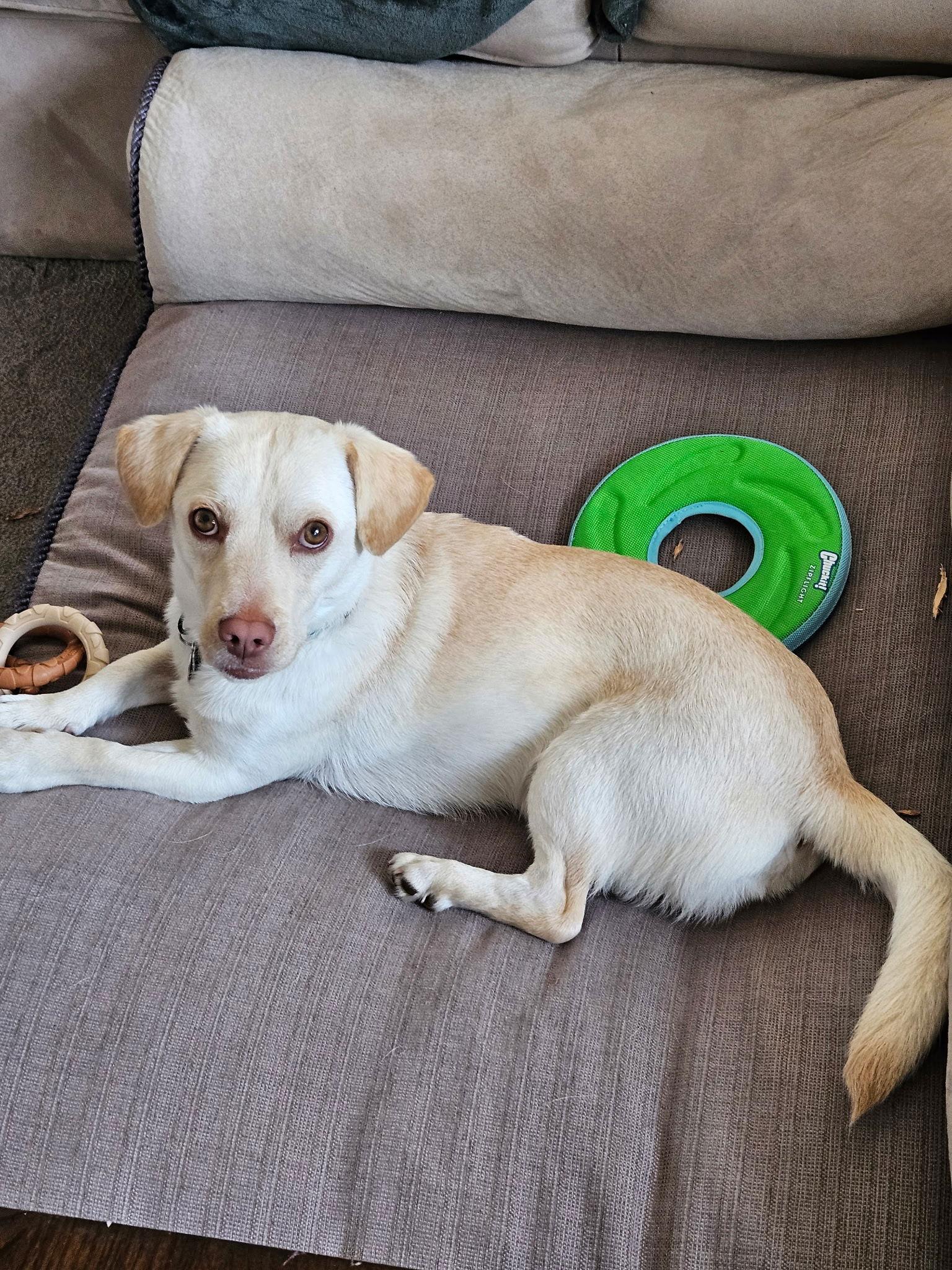 Cheddar, a Adoptable mixed breed image 3/3