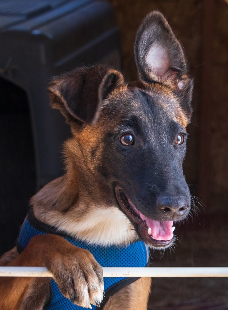 Enlarge Lars, a Adoptable Belgian Shepherd / Malinois in Lafayette, CA image 1/4